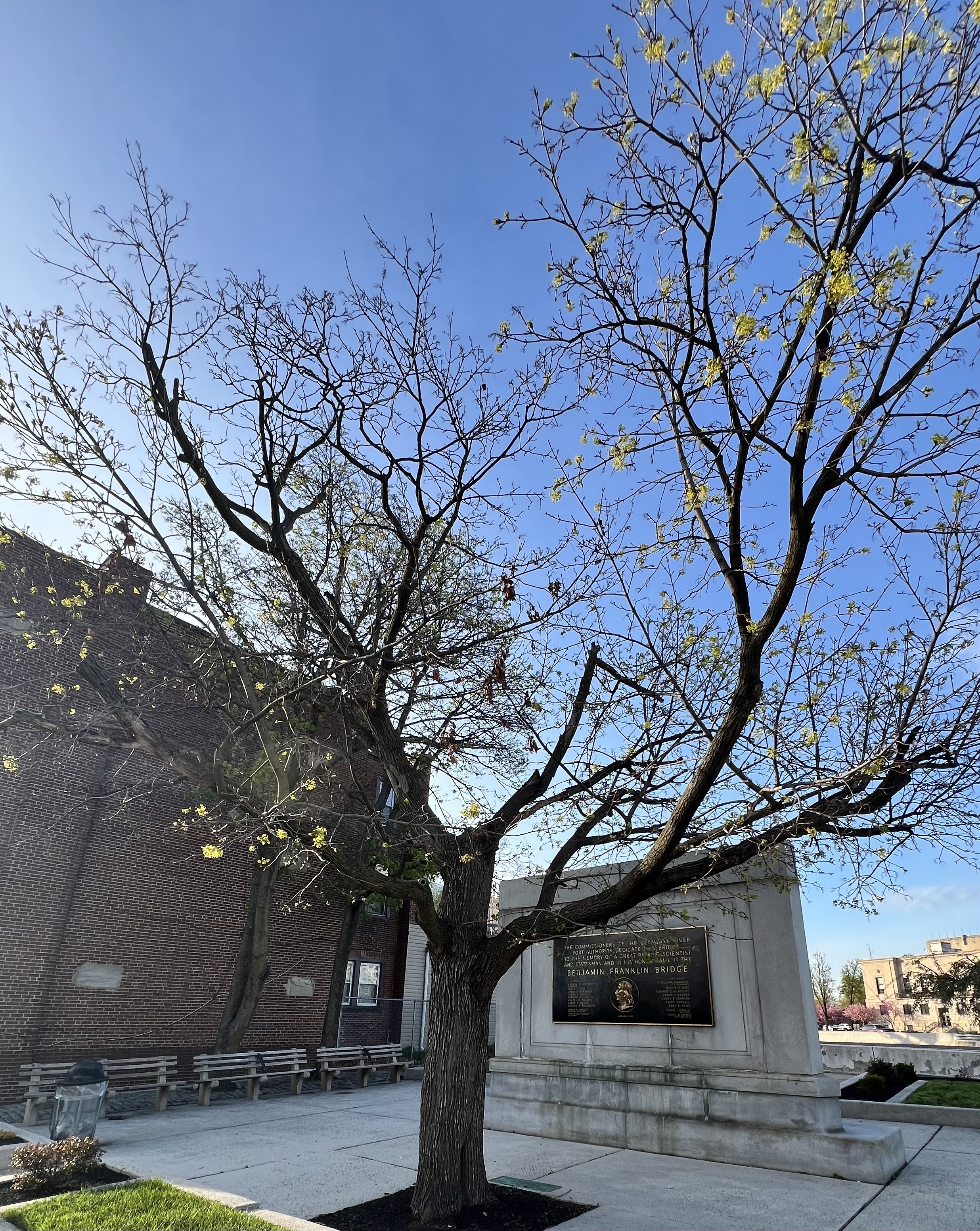 Tree planted by President Calvin Coolidge at the foot of the Benjamin Franklin Bridge on the Camden side.