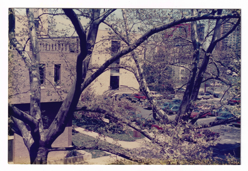 Trees on Campus, Near a Parking Lot