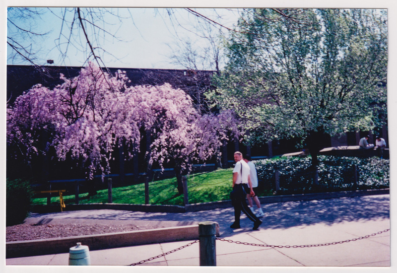 Trees in Bloom Along Library