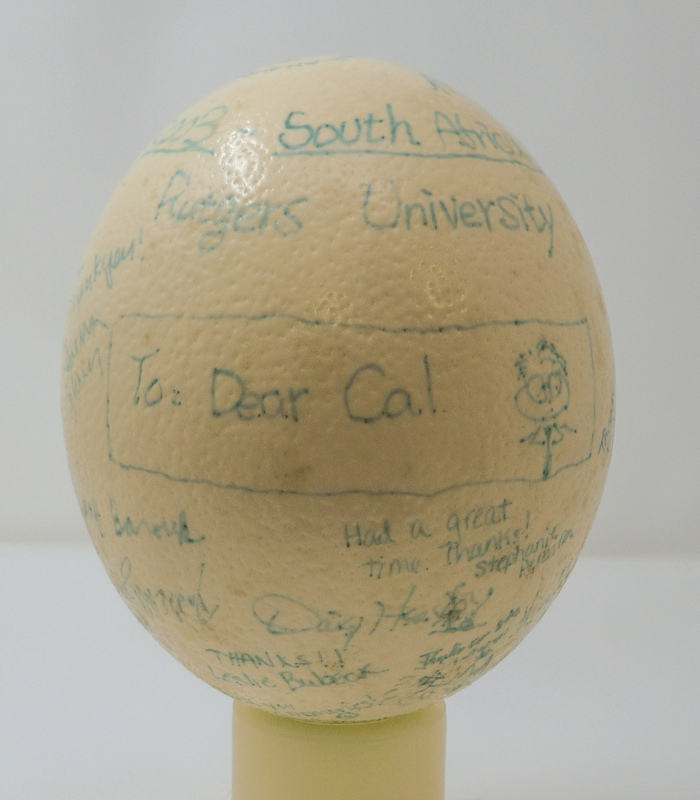 Ostrich Egg