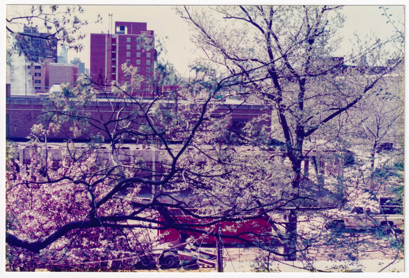 Tall Camden Building through the Trees, Vertical.